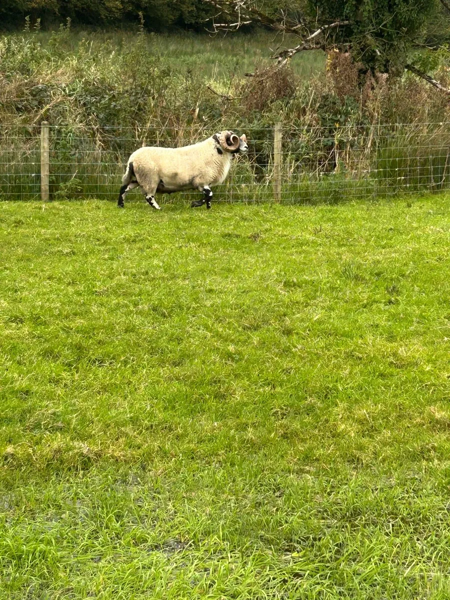 Super Lanark Ram - Image 1