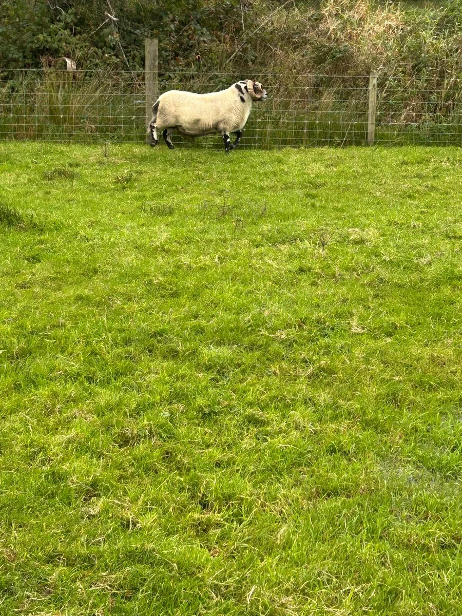 Super Lanark Ram - Image 3