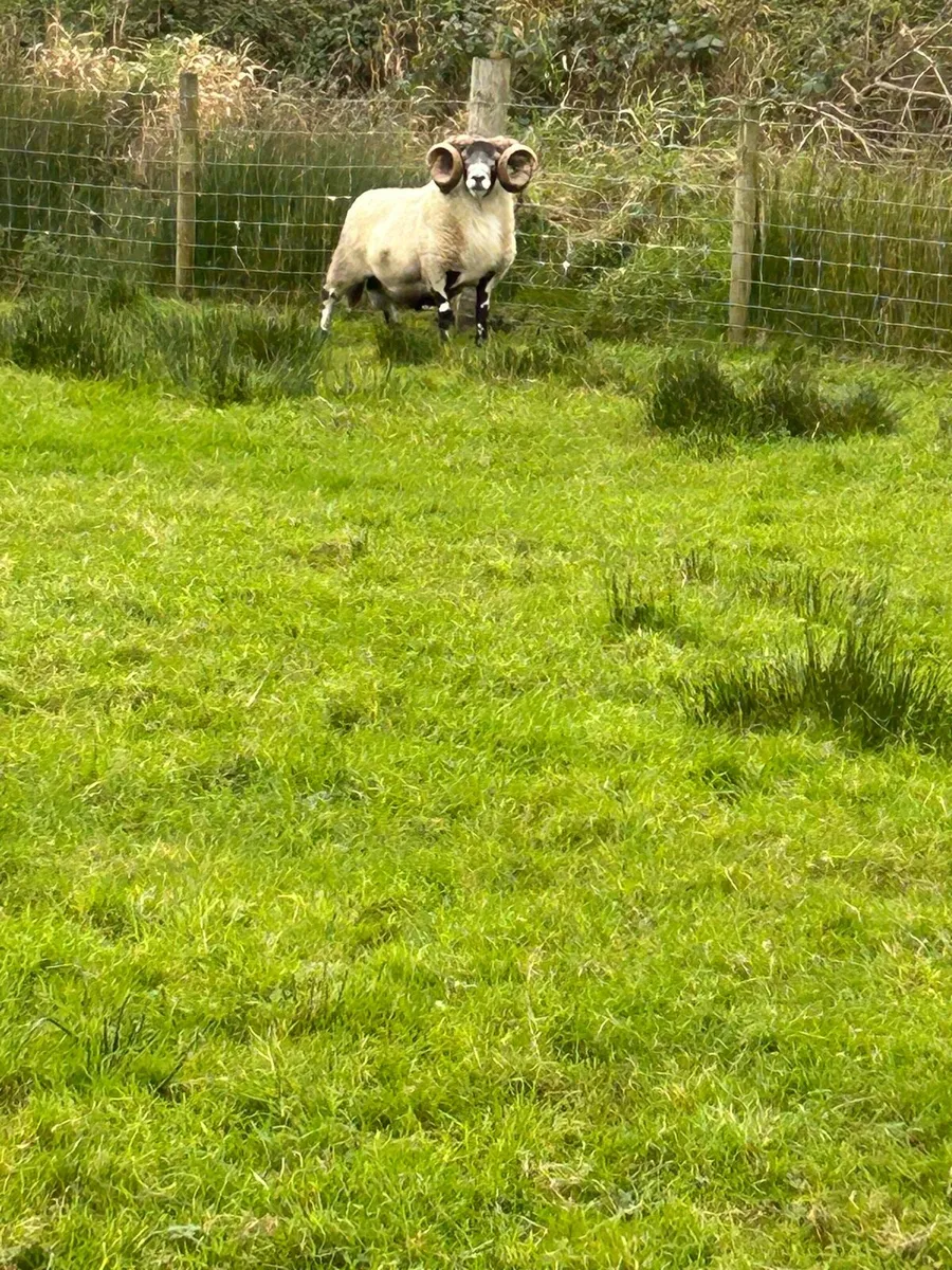Super Lanark Ram - Image 4