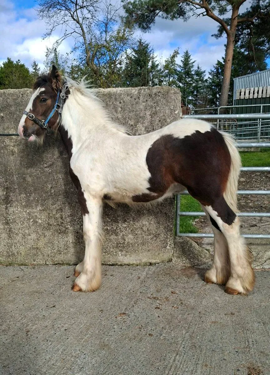 Cob Colt Foal - Image 1