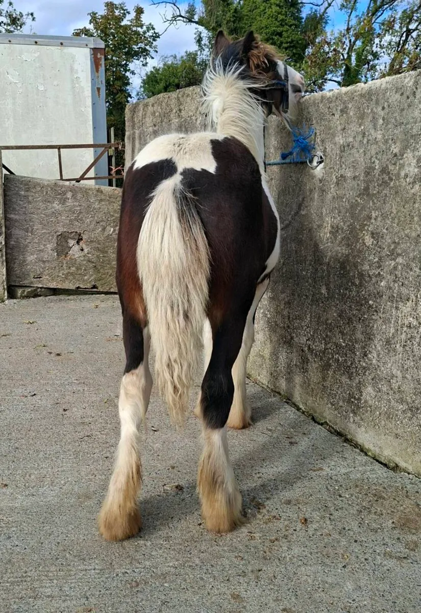 Cob Colt Foal - Image 3