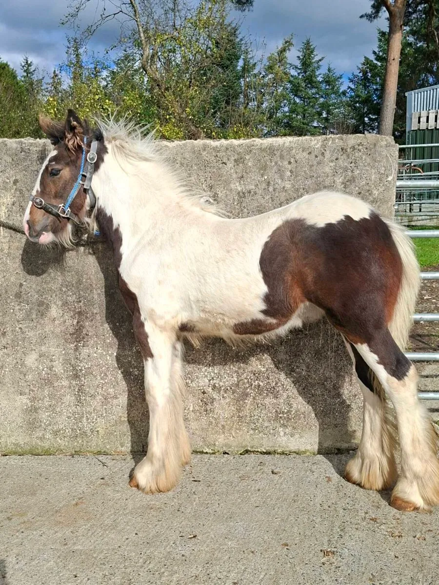 Cob Colt Foal - Image 2