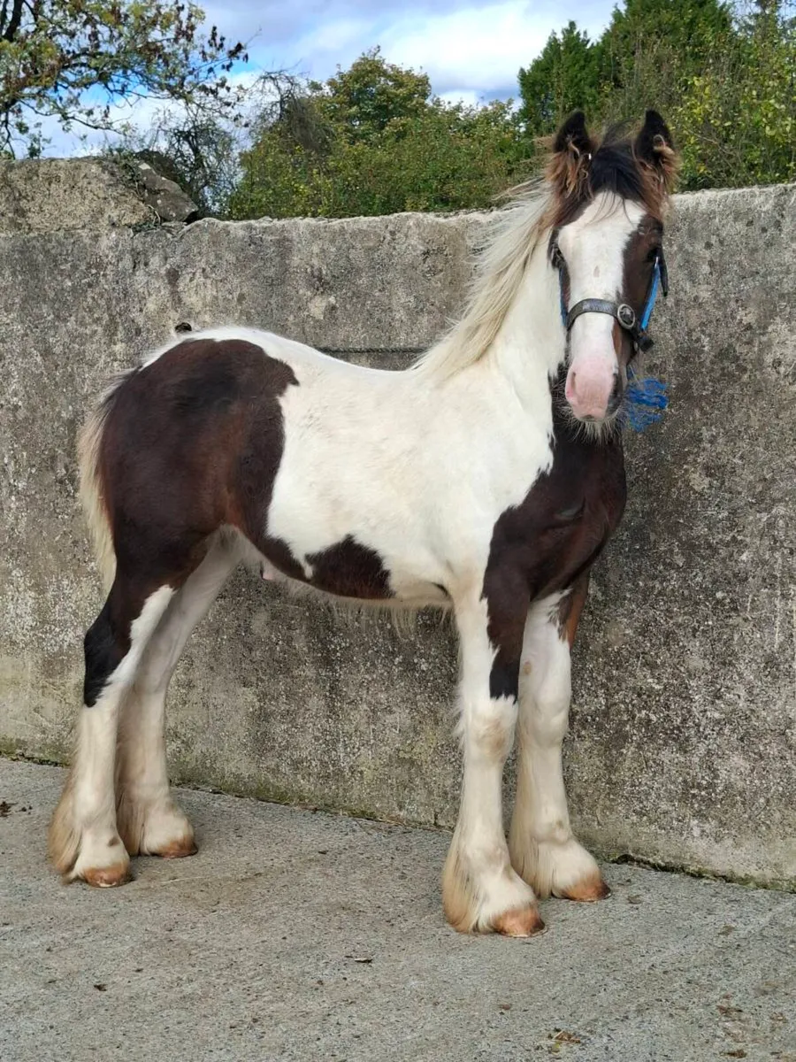 Cob Colt Foal - Image 4