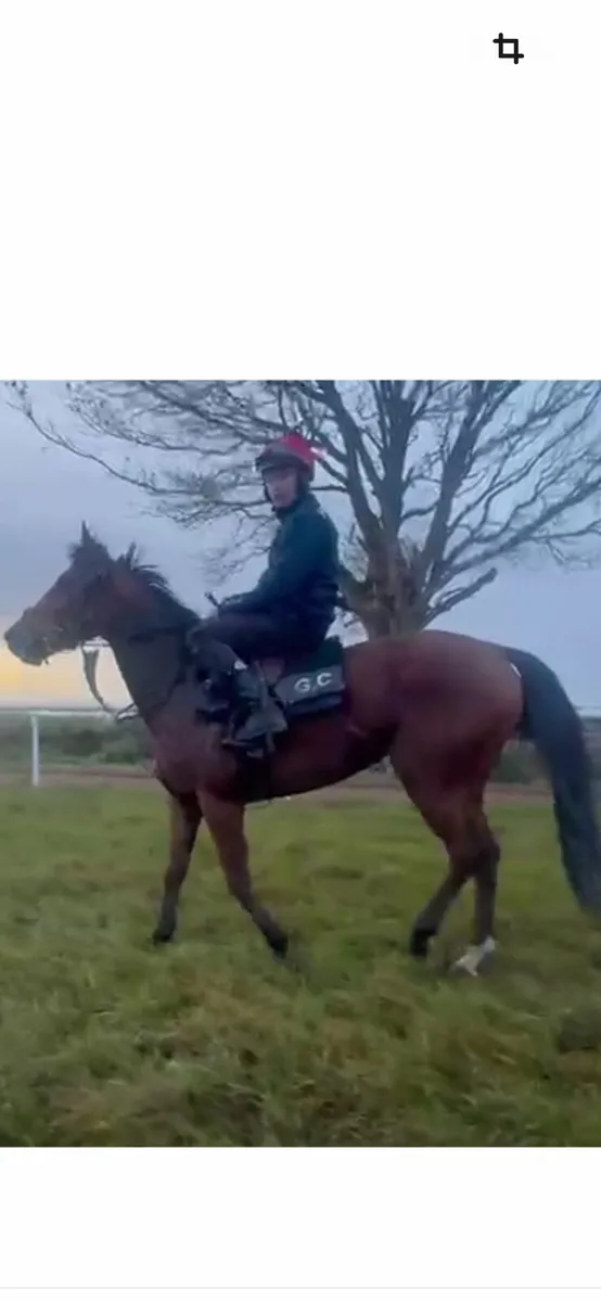 Thoroughbred - Image 4