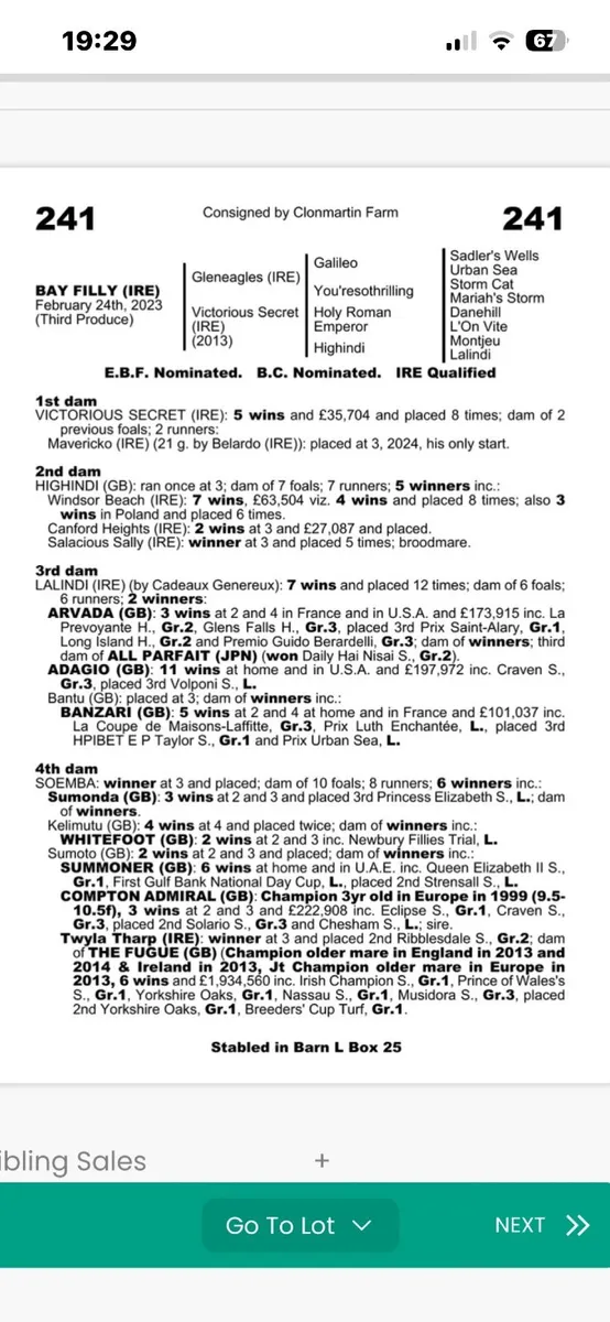 Thoroughbred - Image 3