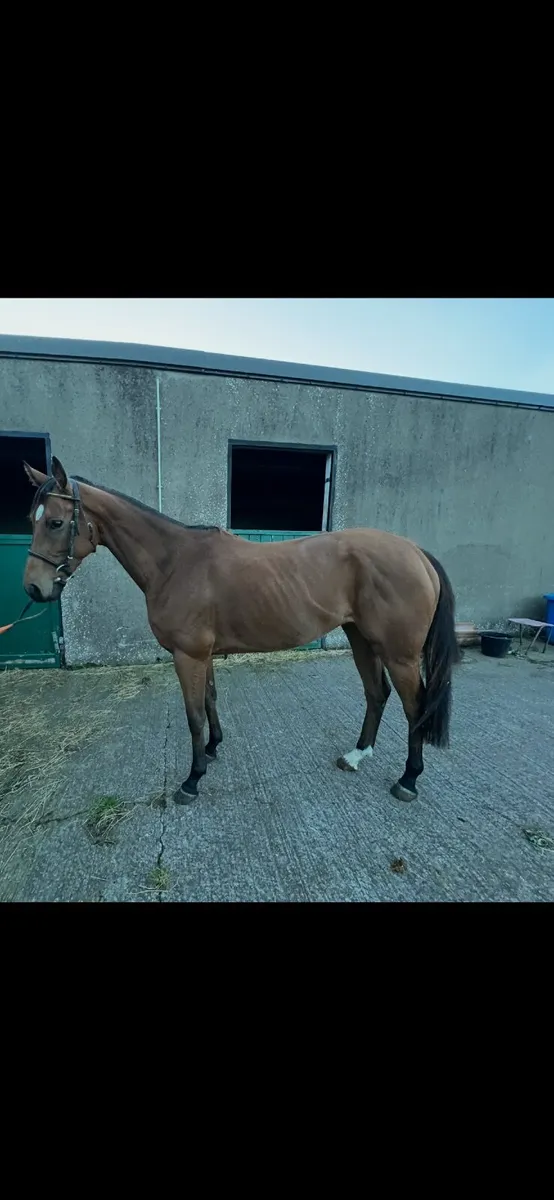 Thoroughbred - Image 1