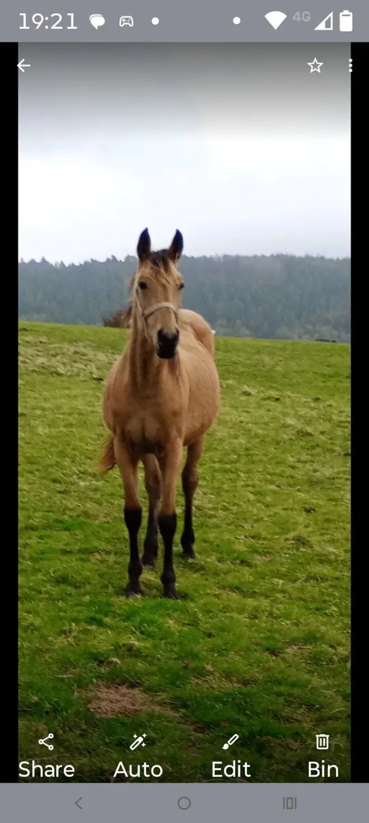 Dun-buckskin ISH filly's - Image 3