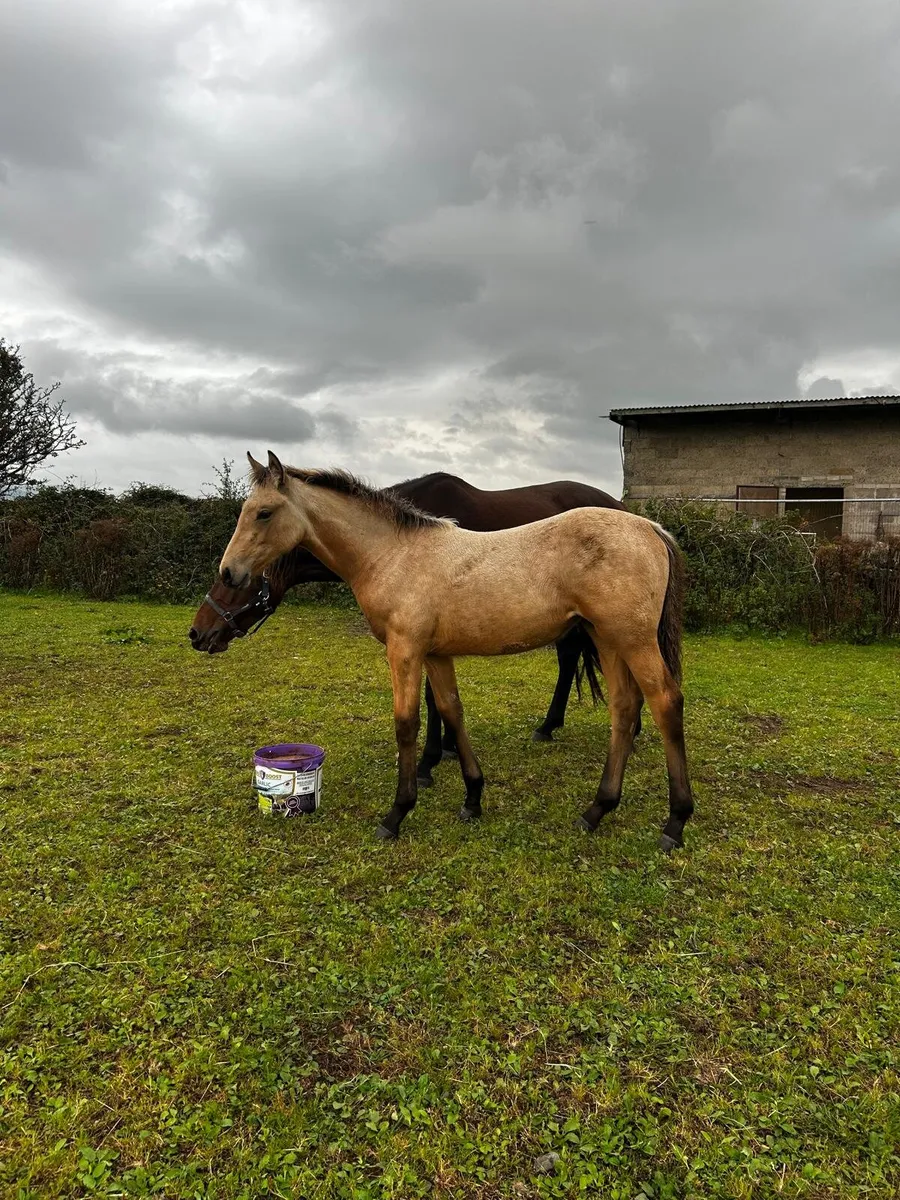 Dun-buckskin ISH filly's - Image 4