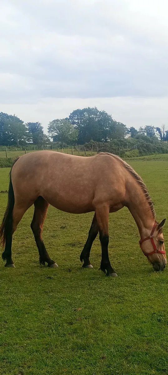 Dun-buckskin ISH filly's - Image 2