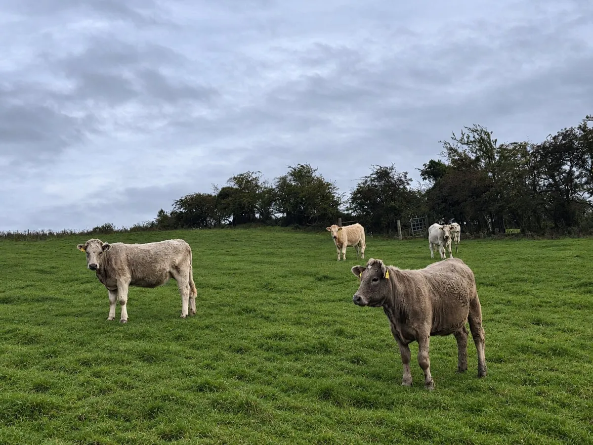 5 Bucket Fed CH Heifers - Image 2