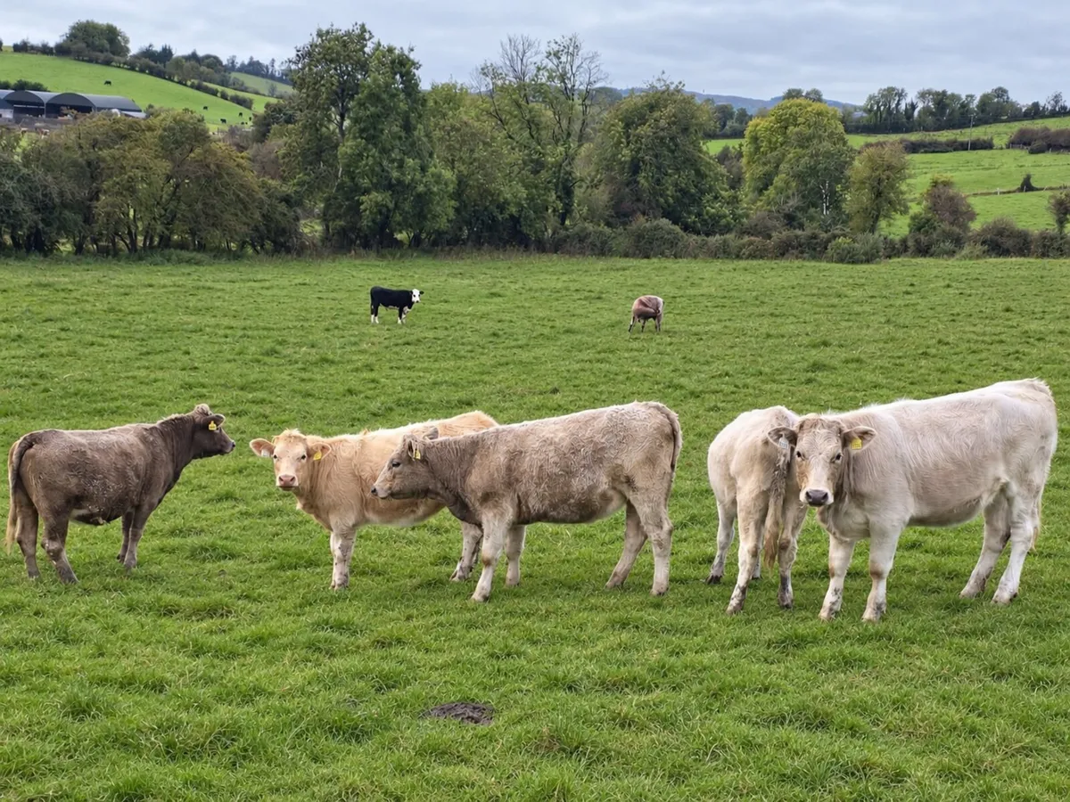 5 Bucket Fed CH Heifers - Image 1