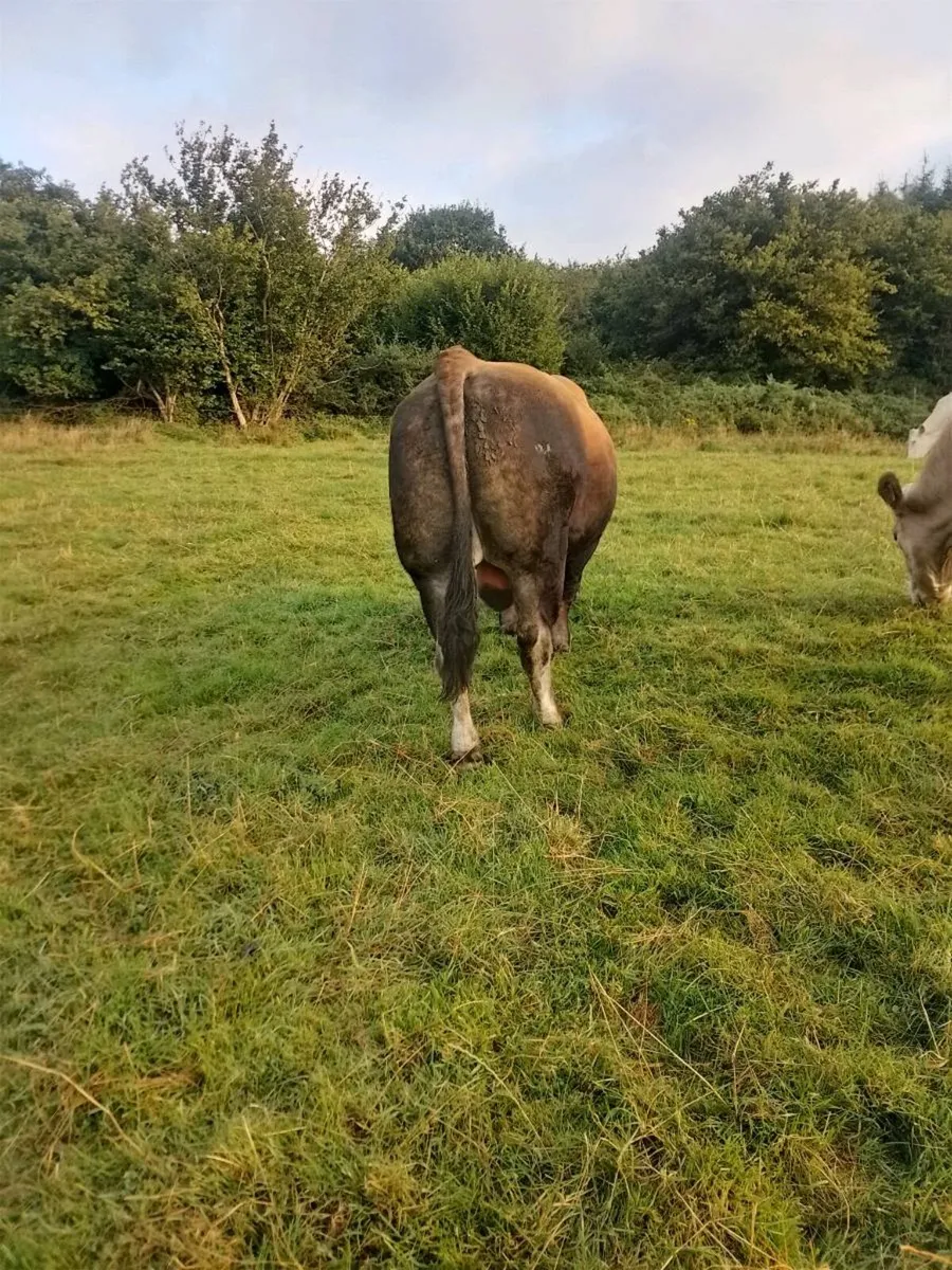 Bull for sale - Image 4