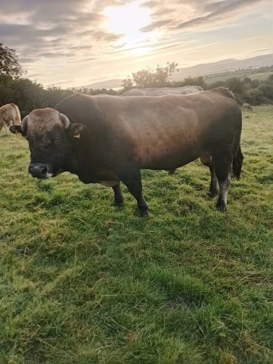 Bull for sale - Image 1