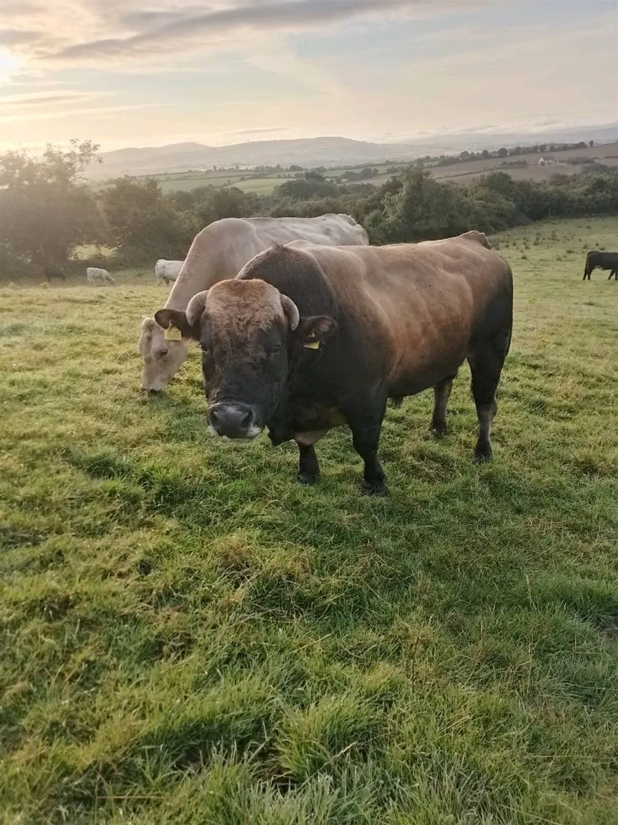 Bull for sale - Image 2