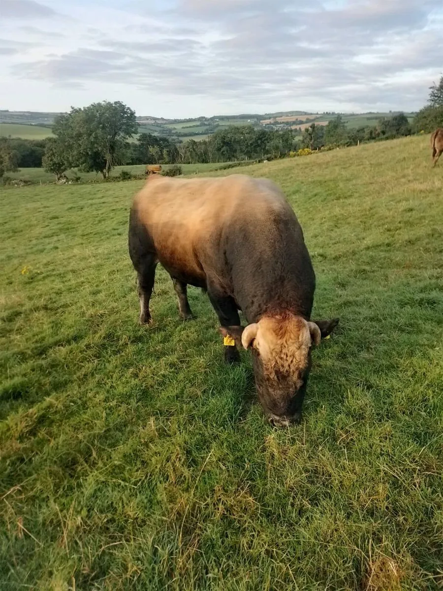 Bull for sale - Image 3