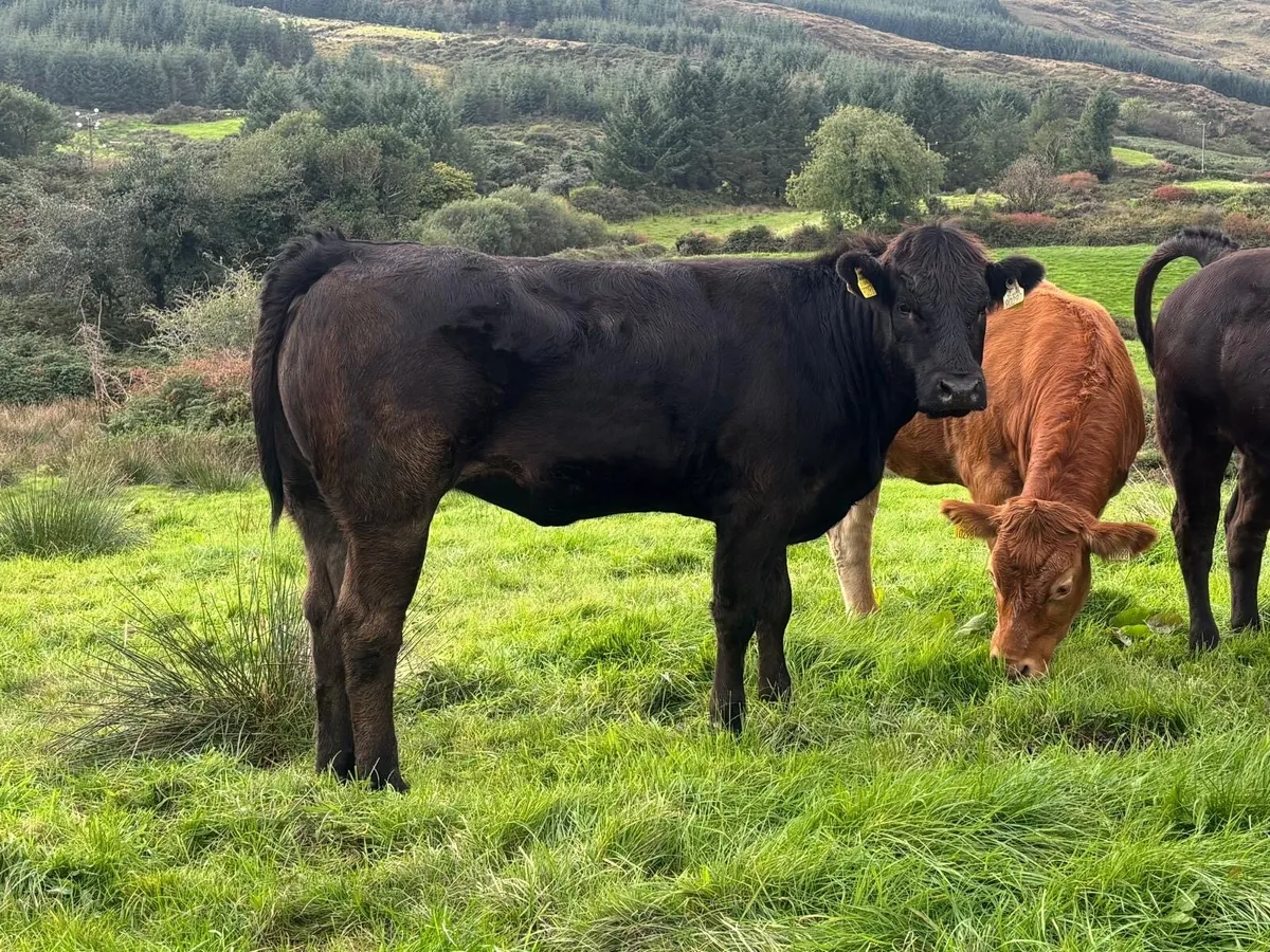 Limousin breeding heifers - Image 3