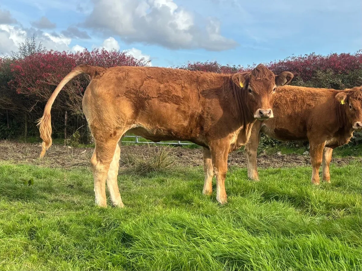 Limousin breeding heifers - Image 4