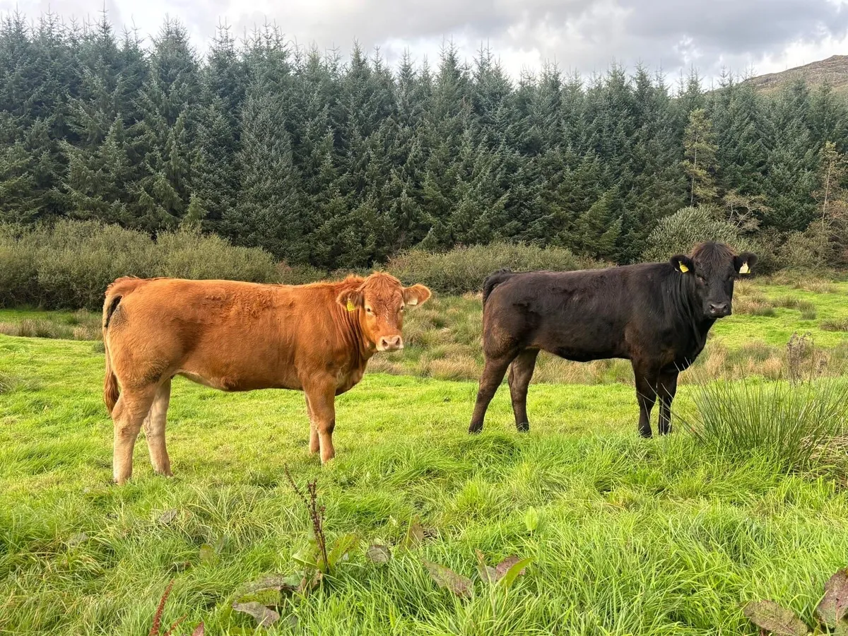 Limousin breeding heifers - Image 1