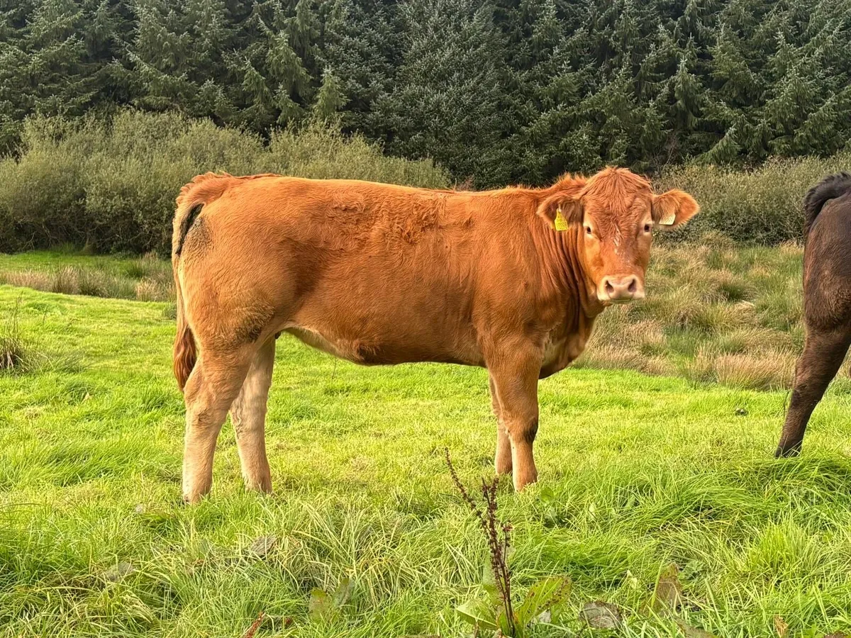 Limousin breeding heifers - Image 2