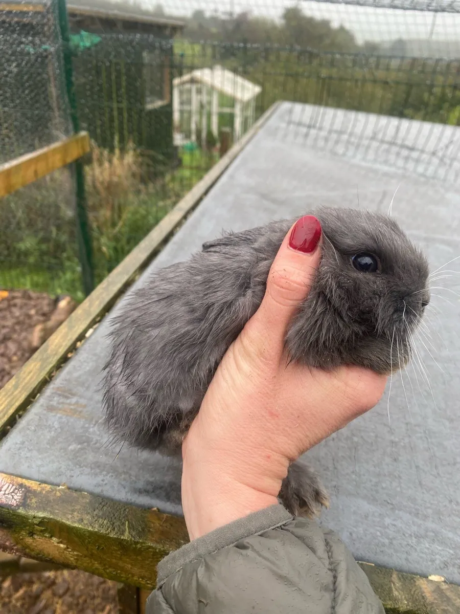 8 week old mixed breed rabbits - Image 2