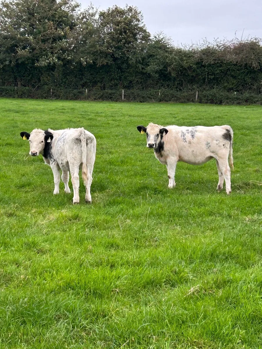 Hombred Belgian blue heifer runners - Image 1