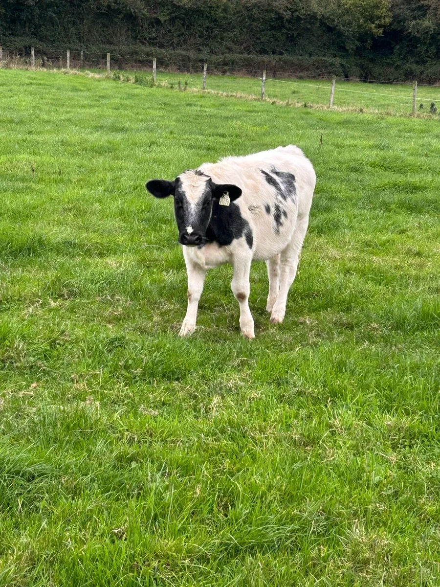 Hombred Belgian blue heifer runners - Image 2