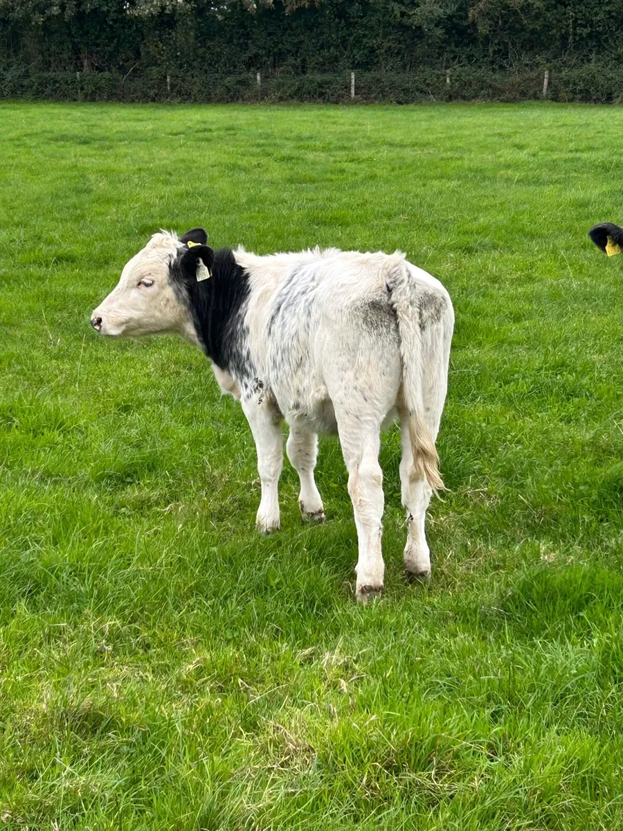 Hombred Belgian blue heifer runners - Image 3