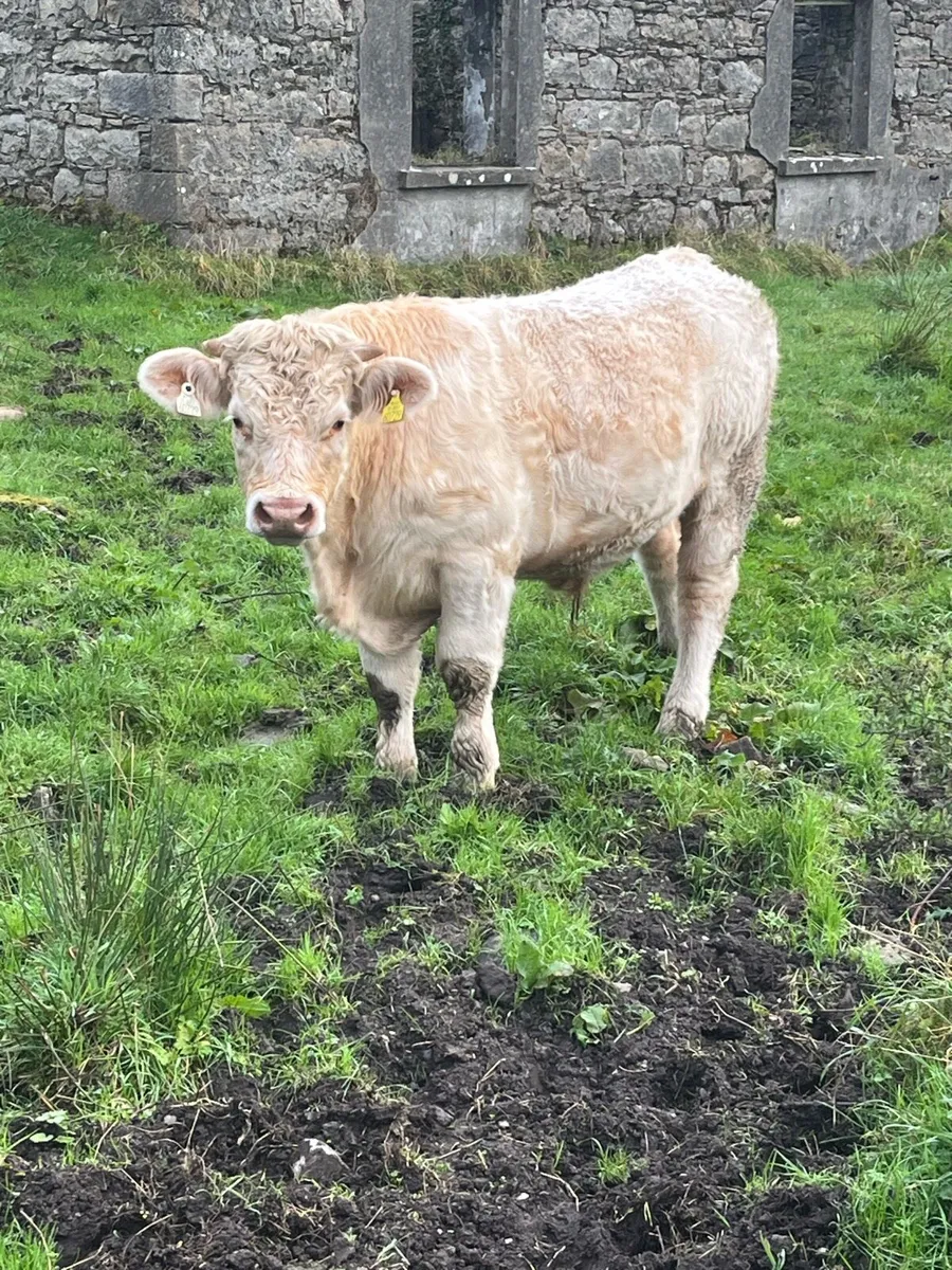 2 charolais bullocks - Image 1