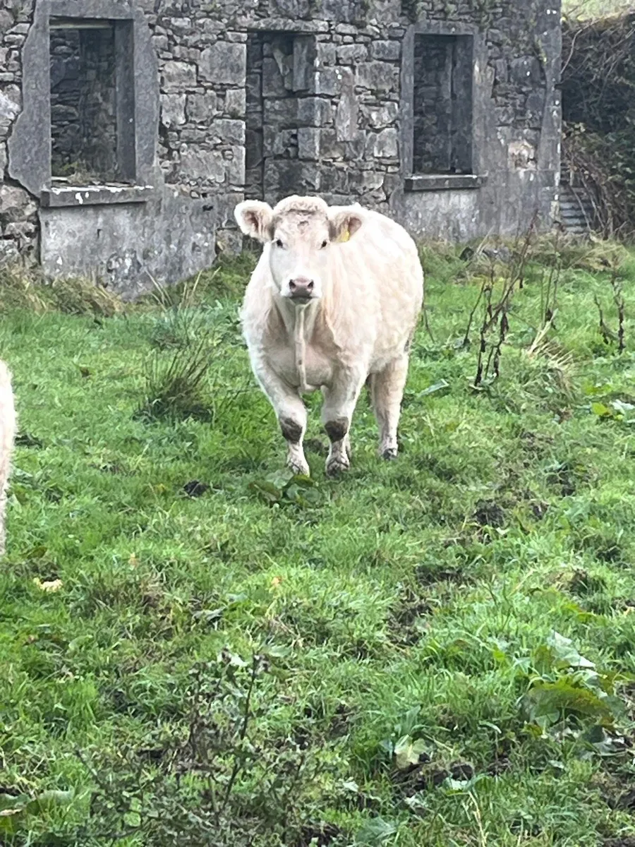 2 charolais bullocks - Image 2