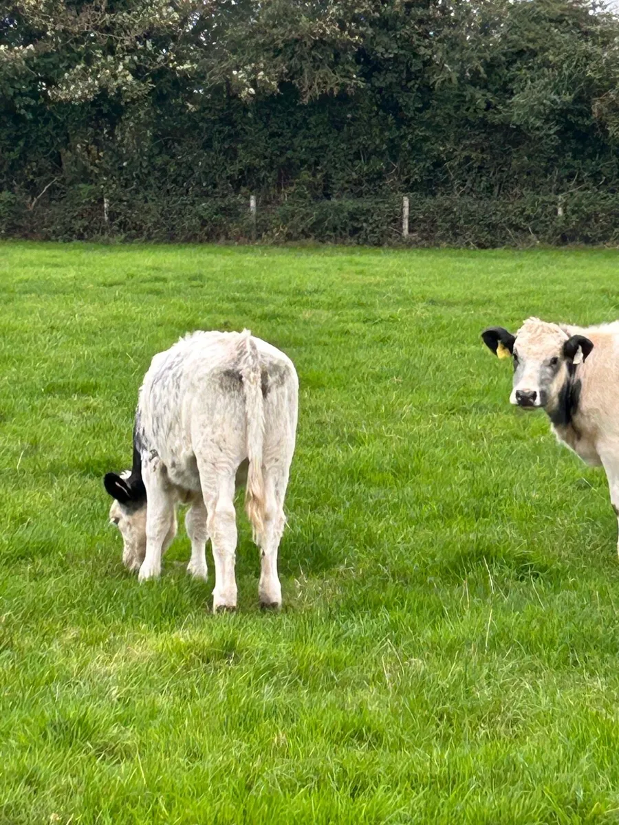 Hombred Belgian blue heifer runners - Image 4