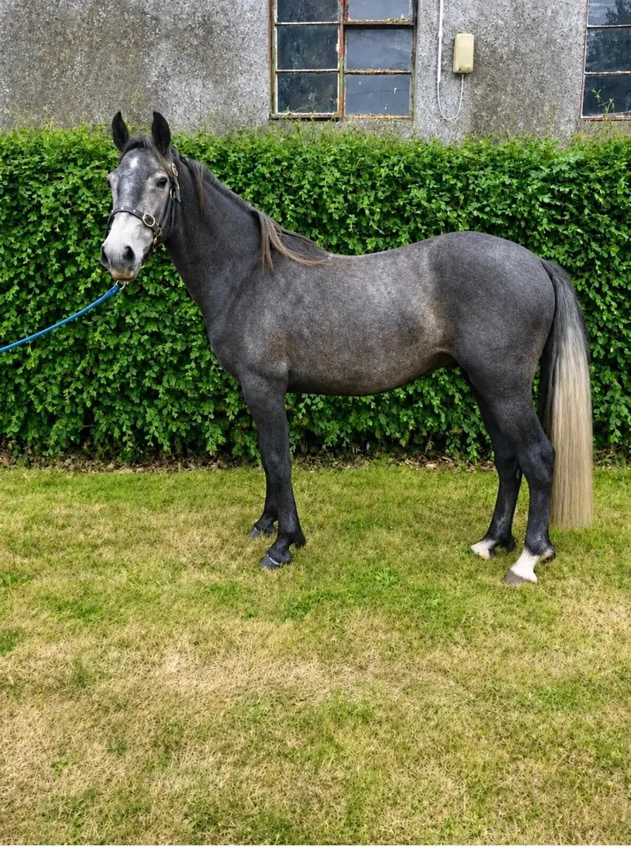 Registered 2 year old Connemara gelding - Image 1