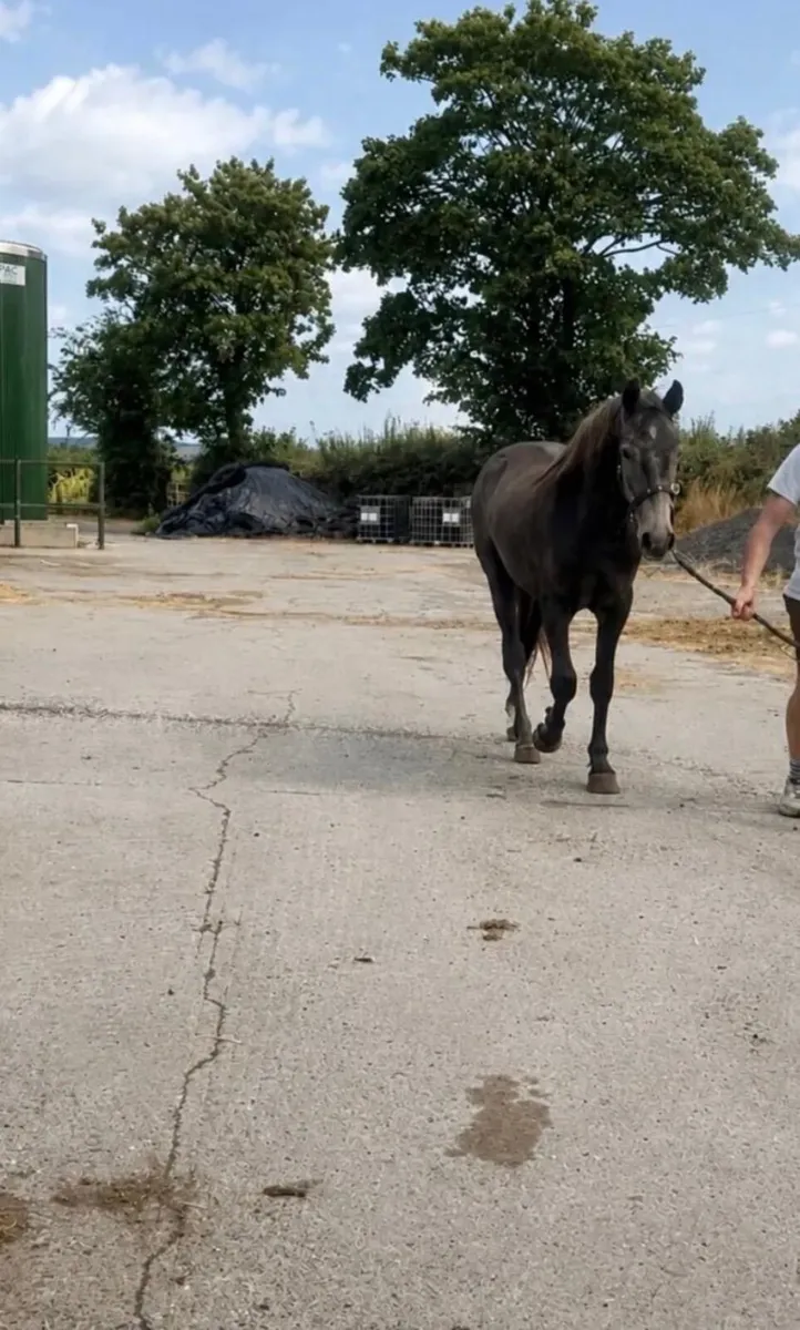 Registered 2 year old Connemara gelding - Image 2