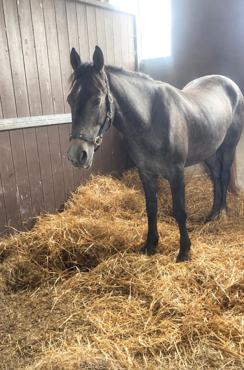 Registered 2 year old Connemara gelding - Image 3