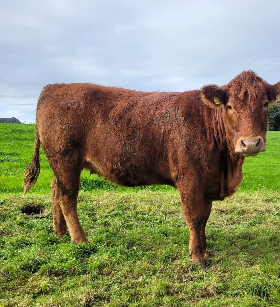 InCalf 4 & 5 Star Stabiliser X Heifers - Image 2