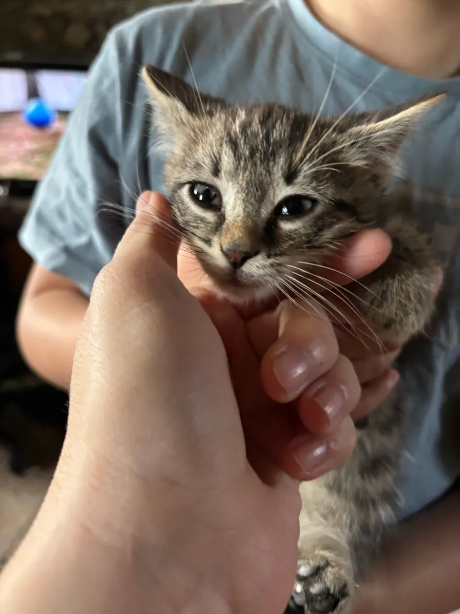 Adorable kid friendly kittens ready for new homes - Image 2
