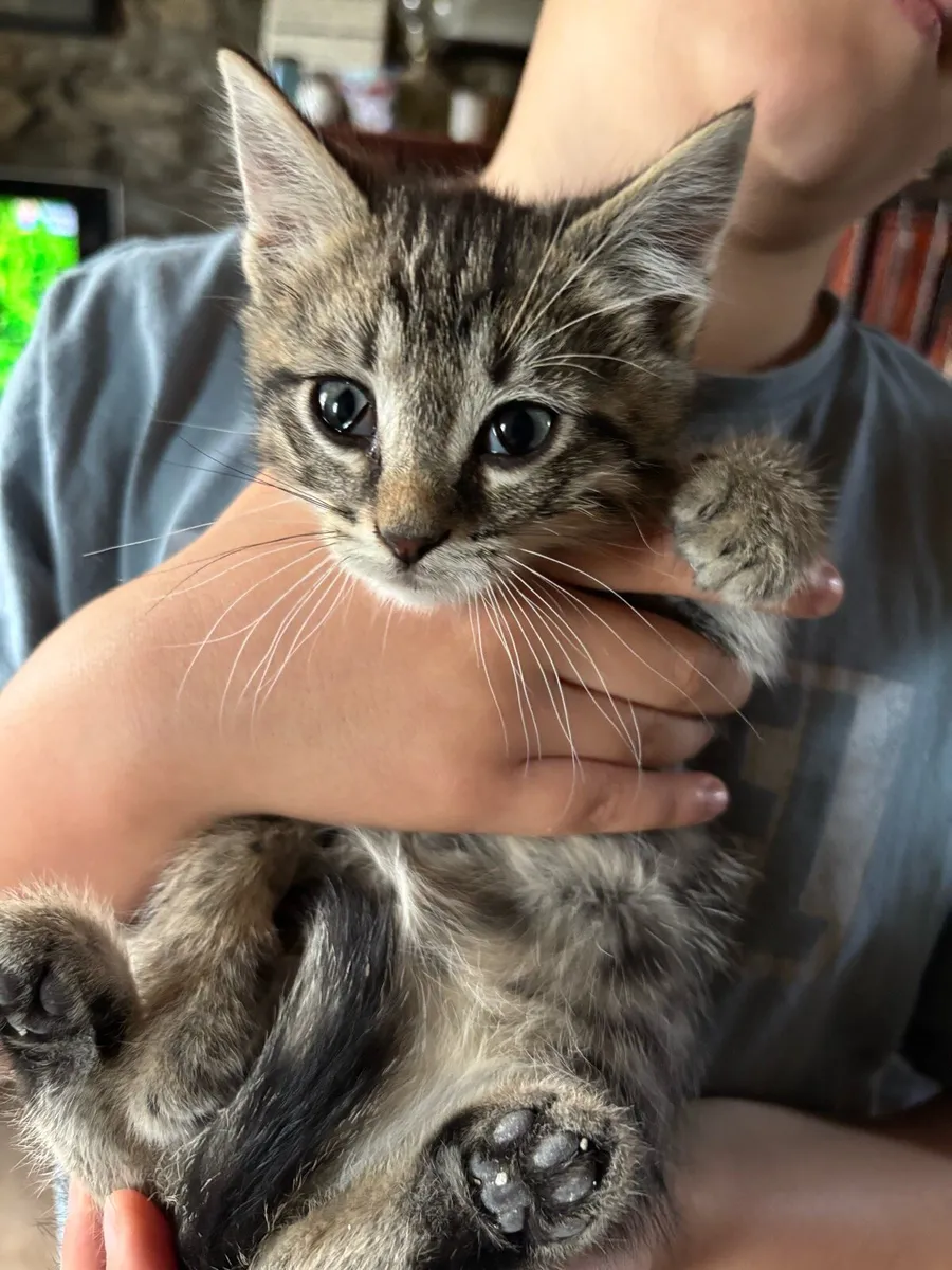 Adorable kid friendly kittens ready for new homes - Image 1