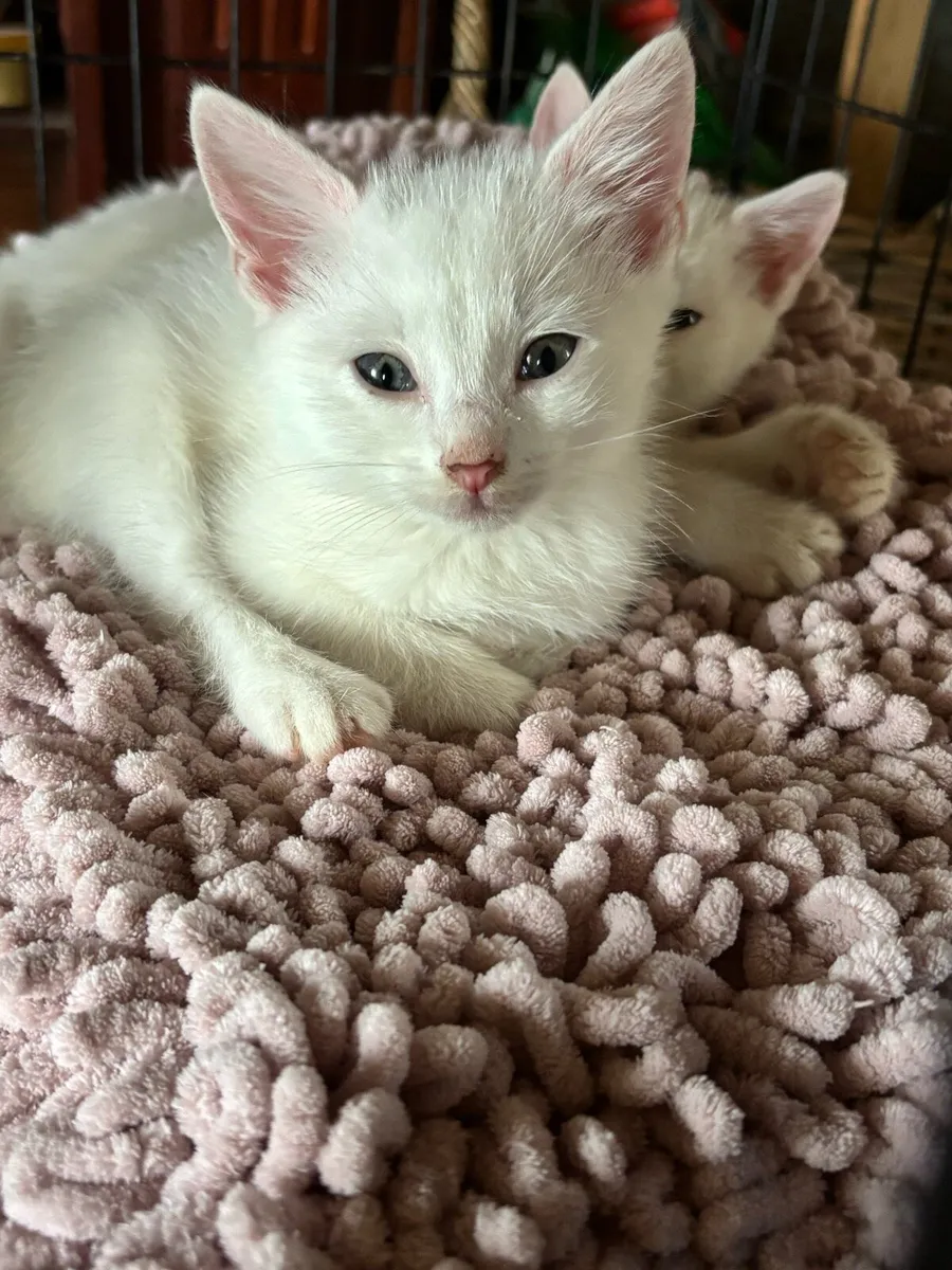 Adorable kid friendly kittens ready for new homes - Image 4