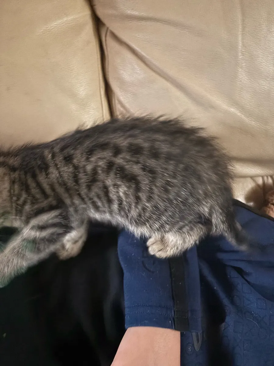Adorable kid friendly kittens ready for new homes - Image 3