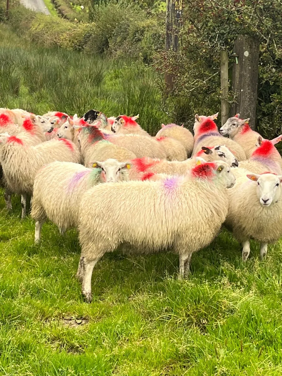 20 super brokie ewe lambs - Image 1