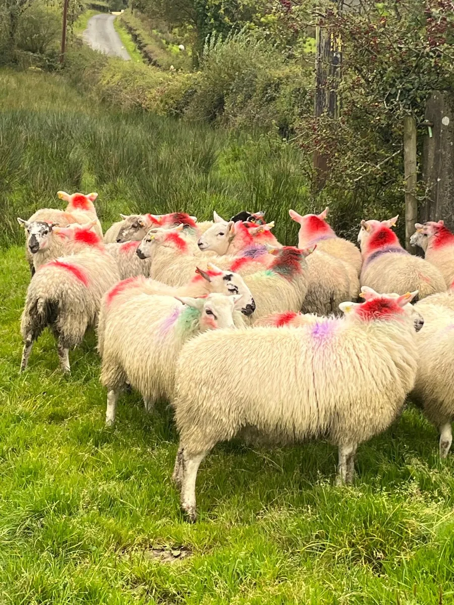 20 super brokie ewe lambs - Image 2