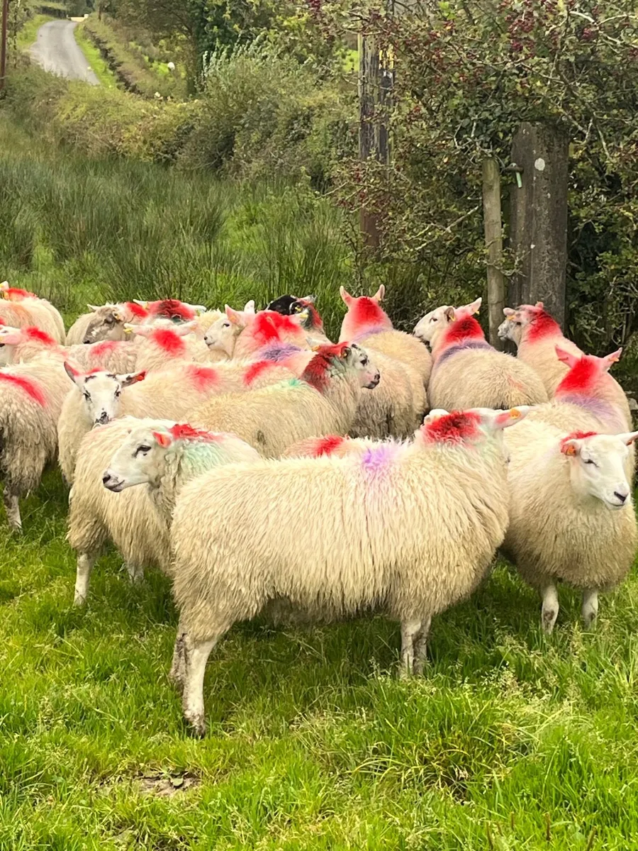 20 super brokie ewe lambs - Image 3
