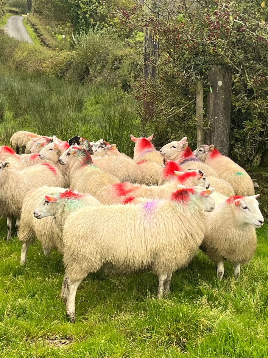 20 super brokie ewe lambs - Image 4