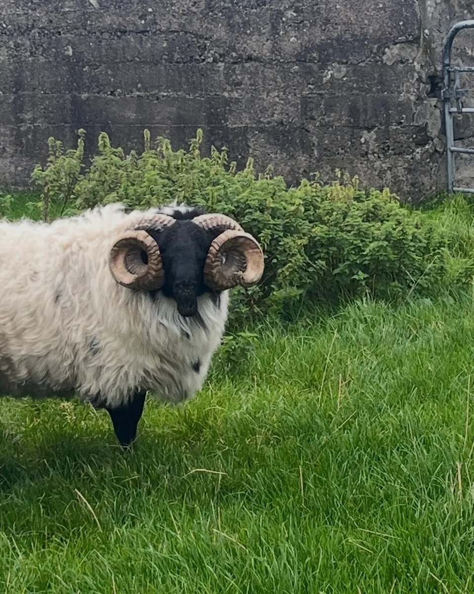 Blackface Ram 2 YO - Image 1