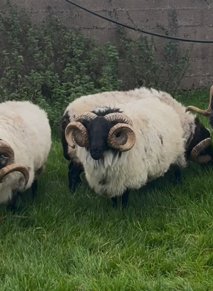 Blackface Ram 2 YO - Image 2