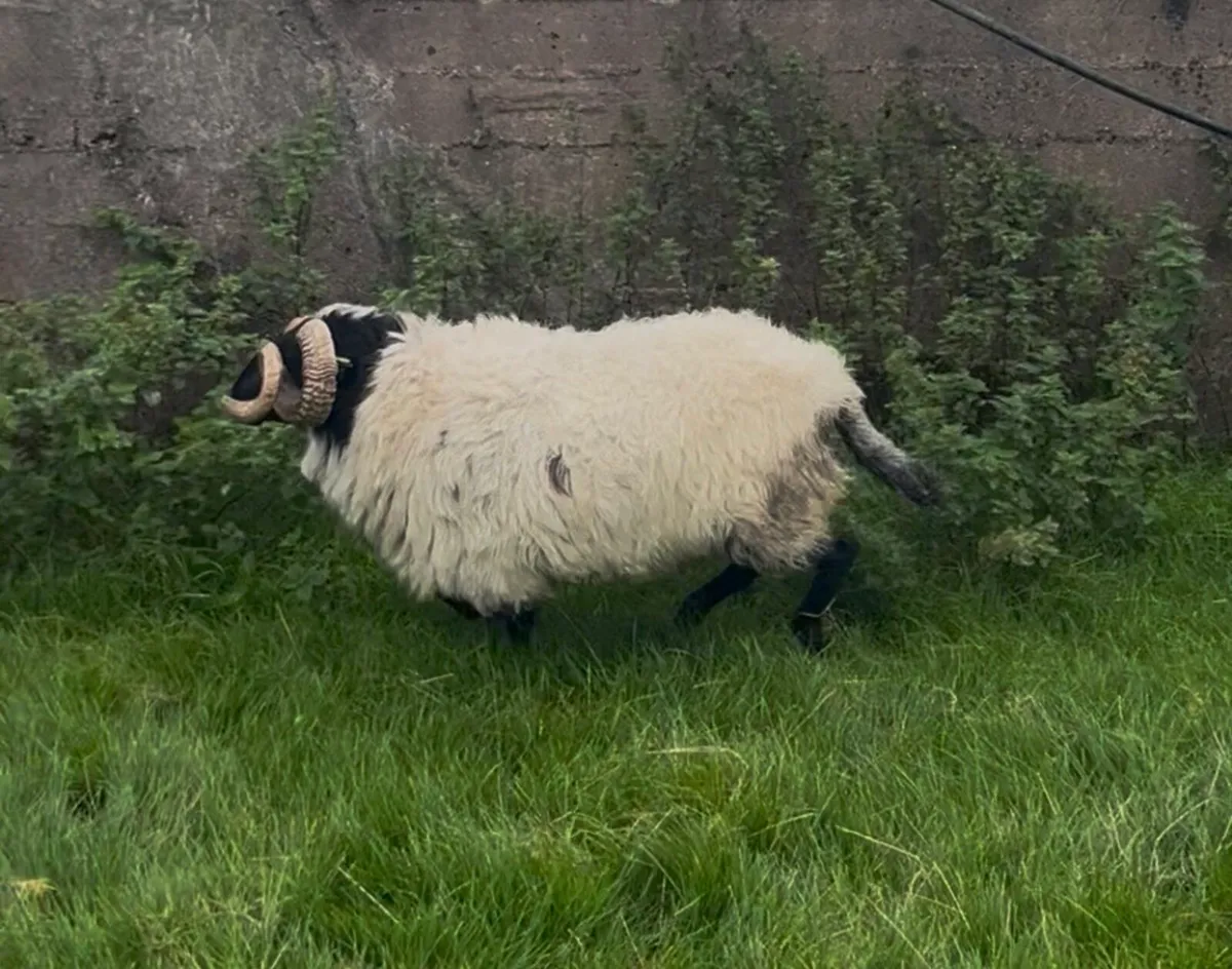 Blackface Ram 2 YO - Image 3