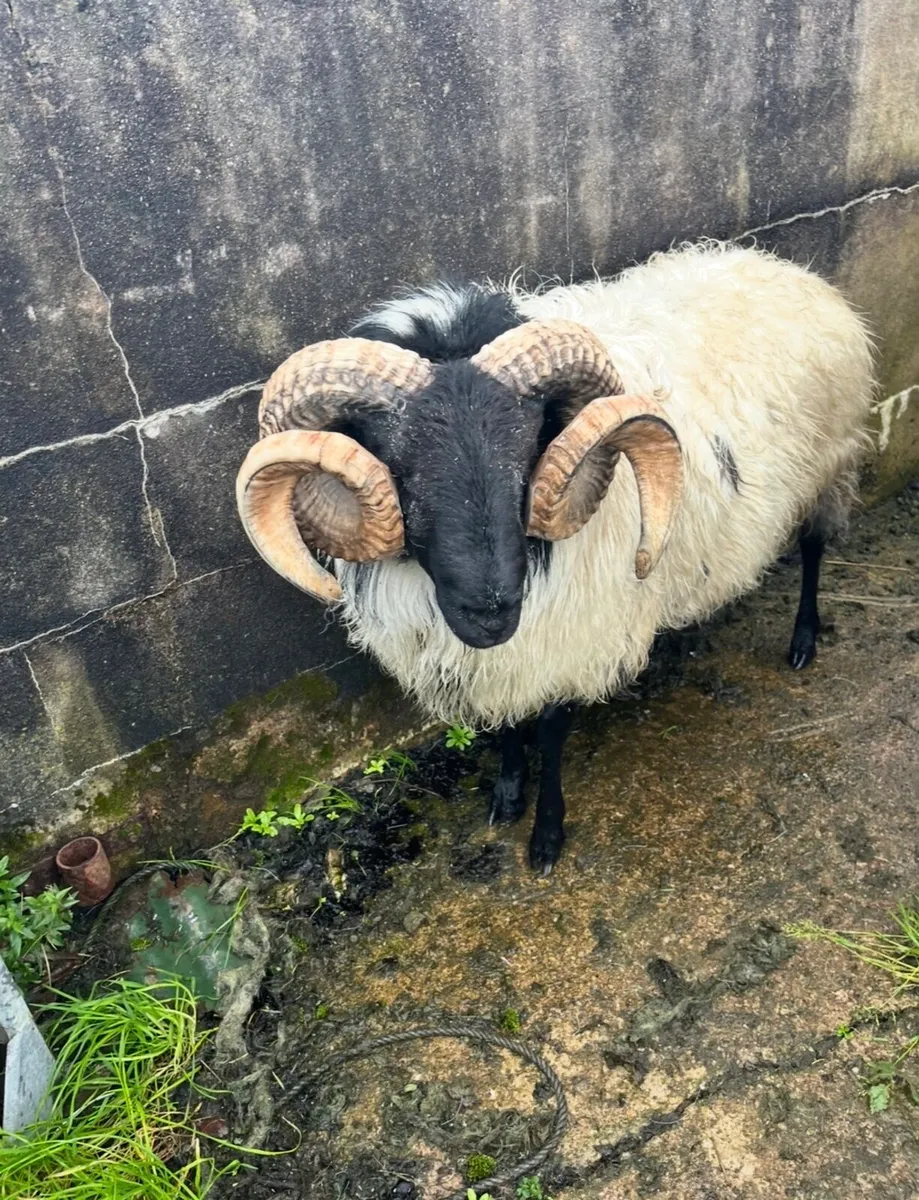 Blackface Ram 2 YO - Image 4