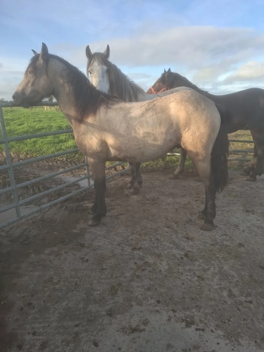 2 Year Old Dun Connemara Gelding - Image 1