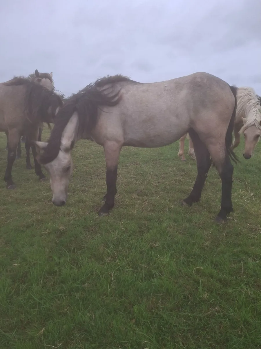 2 Year Old Dun Connemara Gelding - Image 3