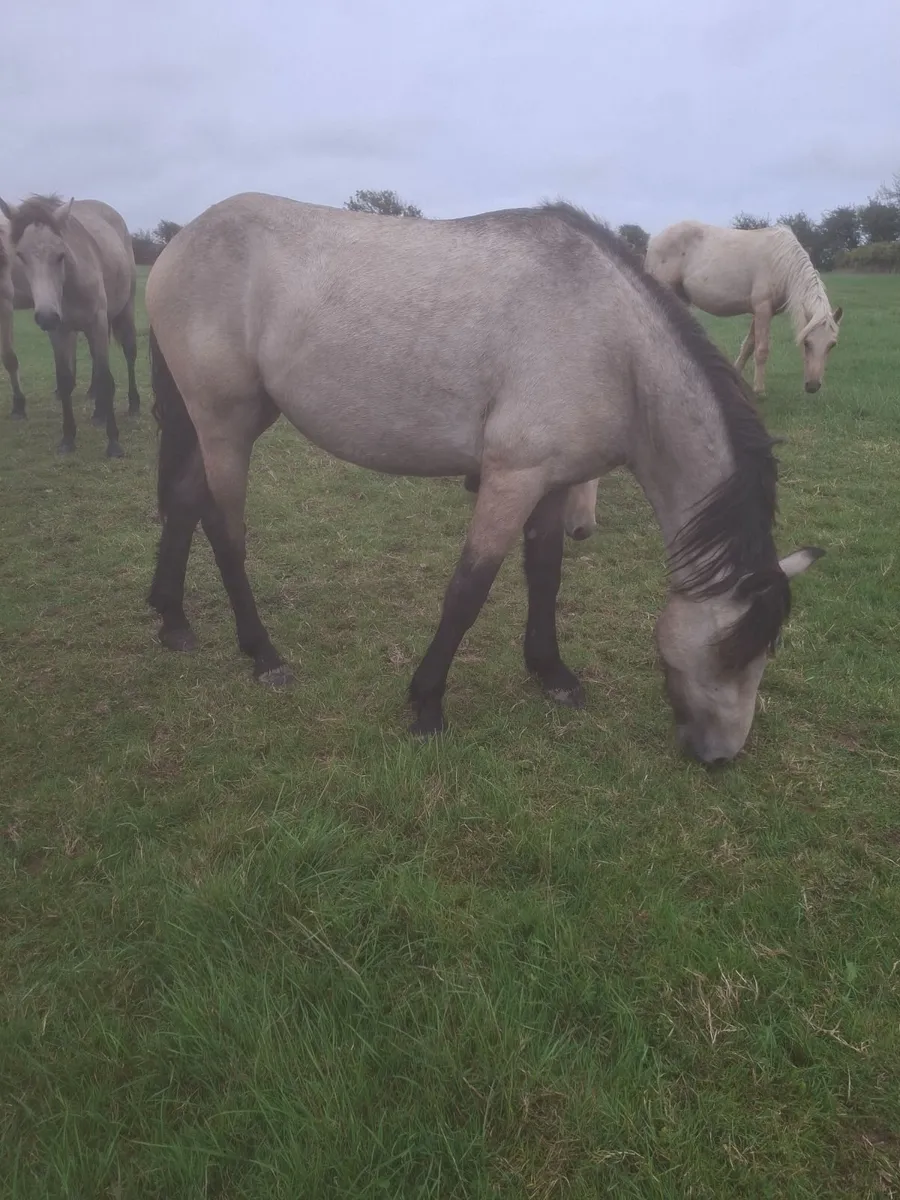 2 Year Old Dun Connemara Gelding - Image 2