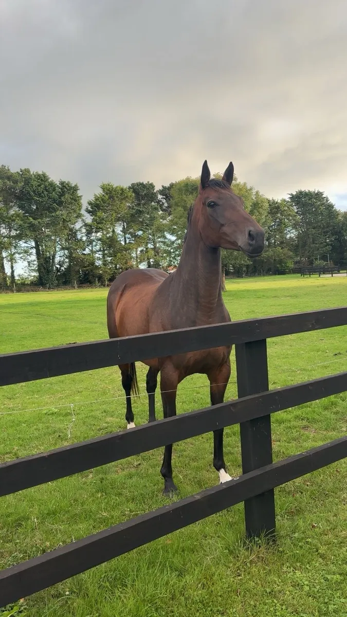 6 year old tb mare - Image 2